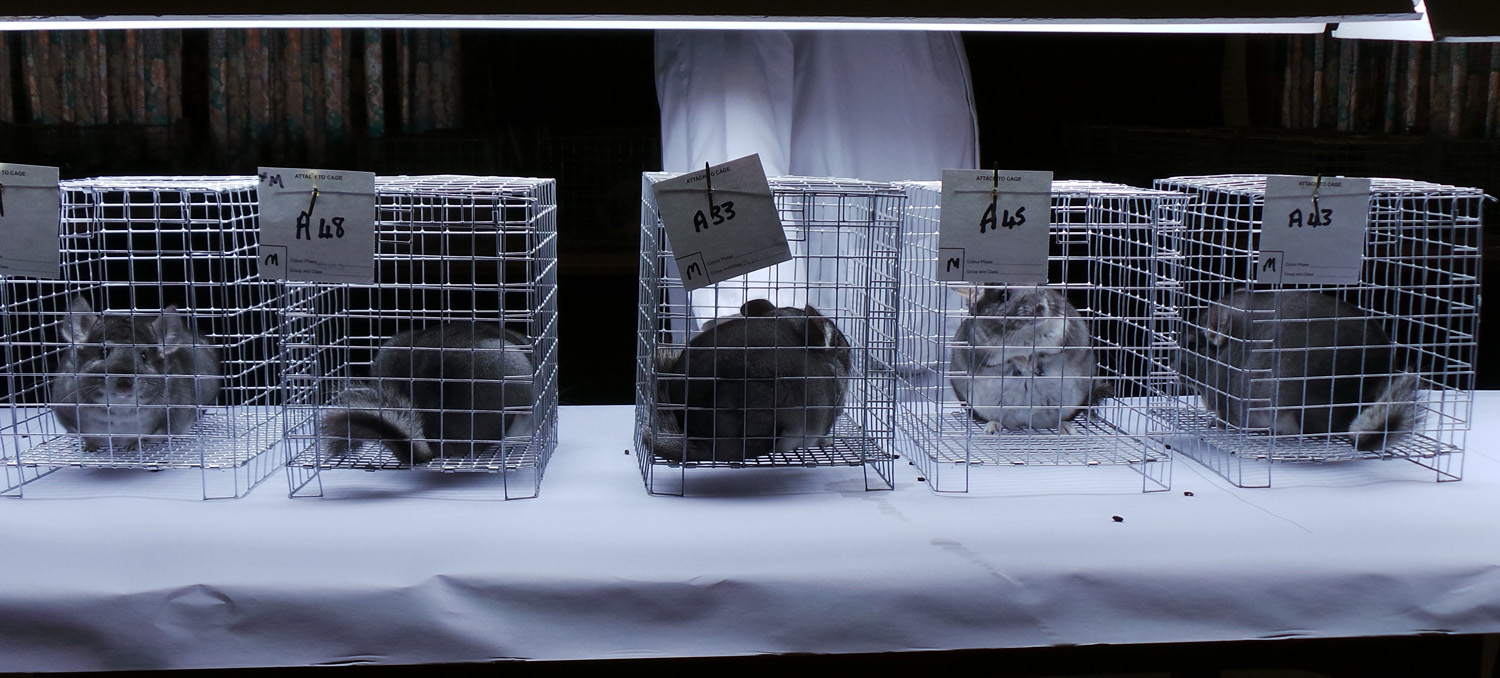 chinchillas waiting to be judged