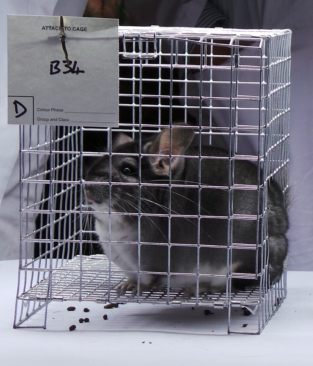chinchillas waiting to be judged